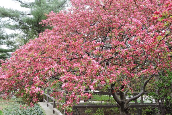 Malus × ′Coralcole′ [sold as Coralburst™] - Flowering Habit
