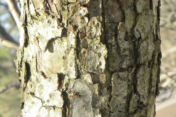 Malus × ′Coralcole′ [sold as Coralburst™] - Bark