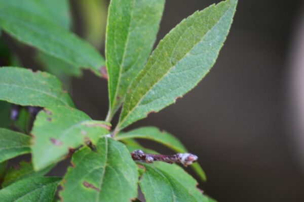 Malus × ′Coralcole′ [sold as Coralburst™] - Leaves