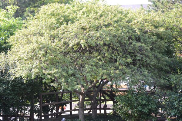Malus × ′Coralcole′ [sold as Coralburst™] - Summer Habit