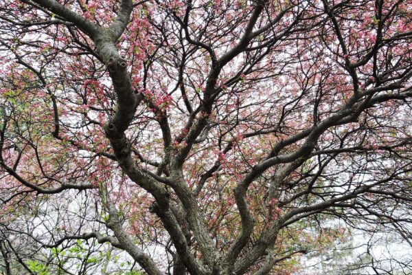 Malus × ′Coralcole′ [sold as Coralburst™] - Branching Pattern