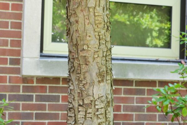 Malus × ′David′ - Bark