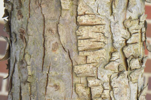 Malus × ′David′ - Bark