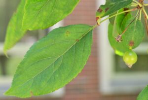 Malus × ′David′ - Leaf