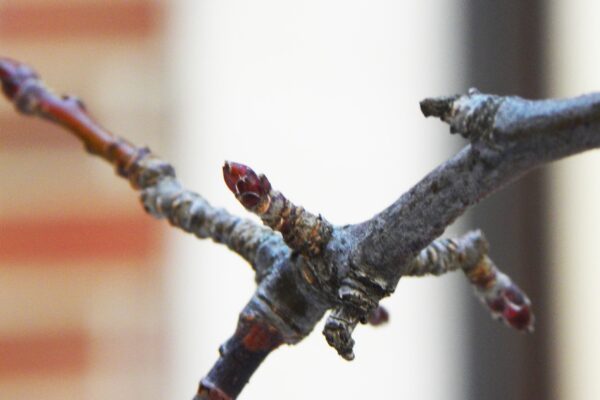 Malus × ′David′ - Buds
