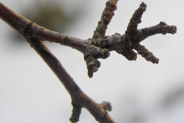 Malus × ′David′ - Spur Growth