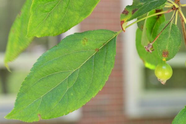 Malus × ′David′ - Leaf