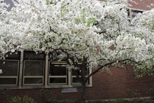 Malus × ′David′ - Flowering Habit