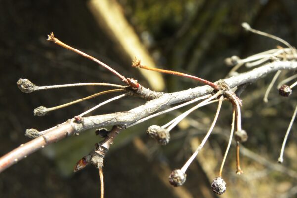 Malus × ′Doubloons′ - Old Fruit and Buds