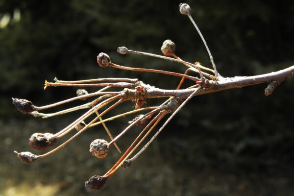 Malus × ′Doubloons′ - Old Fruit and Buds