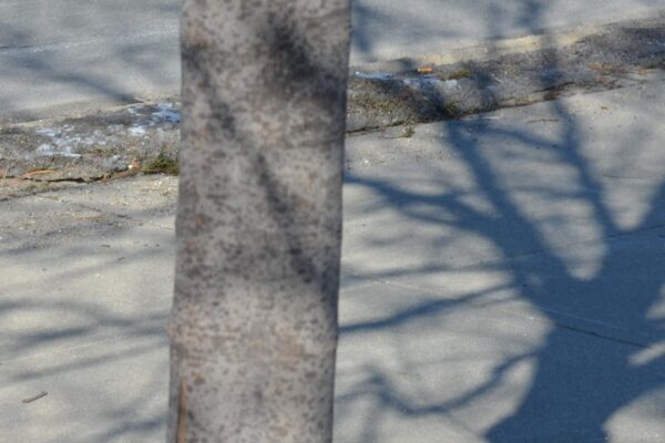 Acer rubrum ′Sun Valley′ - Bark