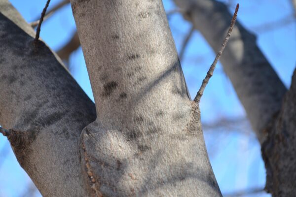 Acer rubrum ′Sun Valley′ - Bark