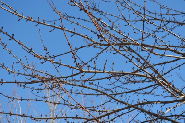 Acer rubrum ′Sun Valley′ - Branches