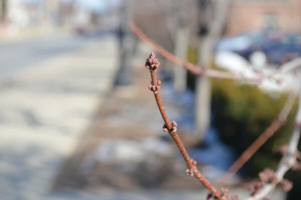 Acer rubrum ′Sun Valley′ - Buds