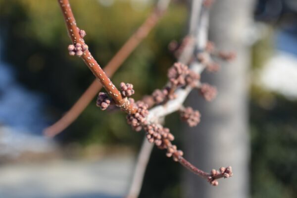 Acer rubrum ′Sun Valley′ - Buds