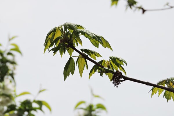 Acer rubrum ′Sun Valley′ - Flowers