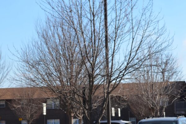 Acer rubrum ′Sun Valley′ - Winter Habit