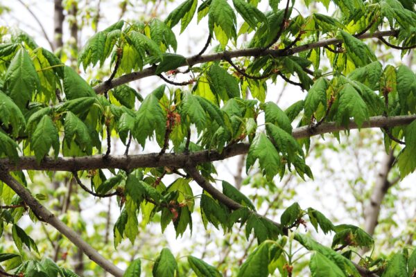 Acer rubrum ′Sun Valley′ - Flowers and Foliage