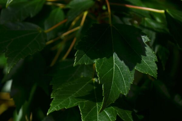 Acer rubrum ′Sun Valley′ - Foliage