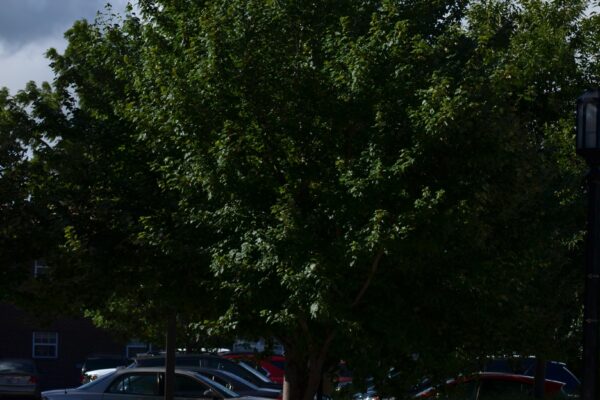Acer rubrum ′Sun Valley′ - Summer Habit