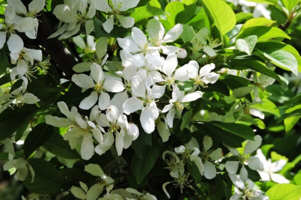 Malus × ′Hargozam′ [sold as Harvest Gold®] - Flowers