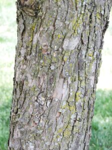 Malus × ′Hargozam′ [sold as Harvest Gold®] - Bark