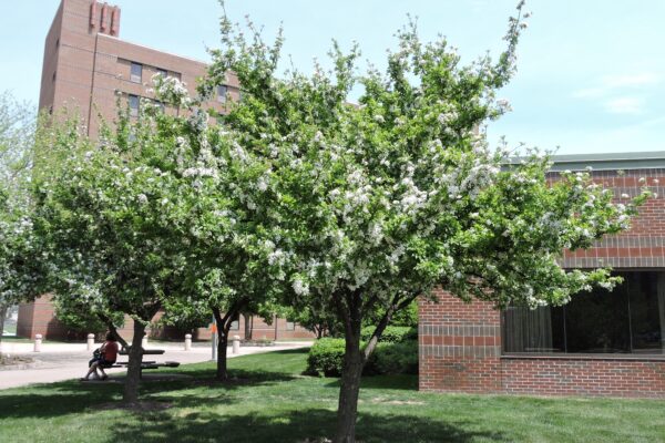 Malus × ′Hargozam′ [sold as Harvest Gold®] - Flowering Habit