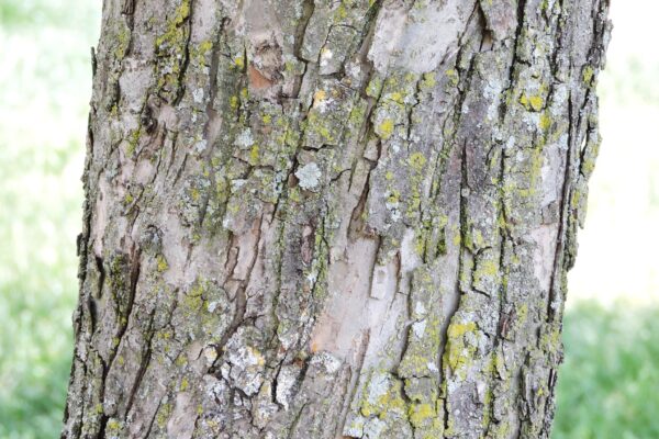 Malus × ′Hargozam′ [sold as Harvest Gold®] - Bark