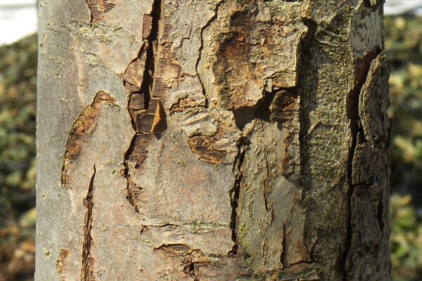 Malus × ′Hillier′ - Bark