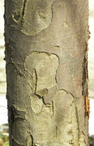 Malus × ′Hillier′ - Bark