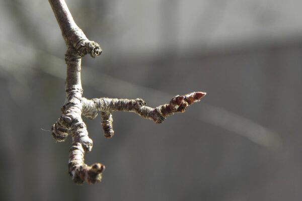 Malus × ′Hillier′ - Buds