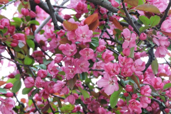 Malus × ′Hillier′ - Flowers