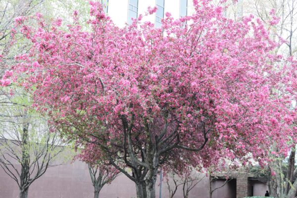 Malus × ′Hillier′ - Flowering Habit