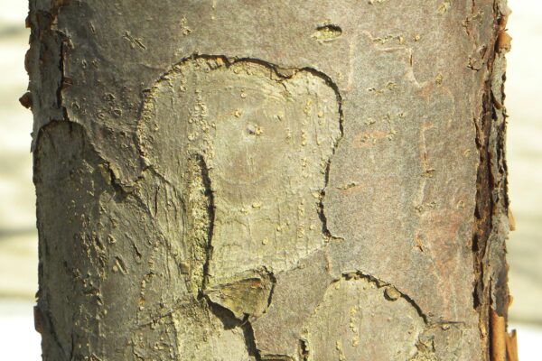 Malus × ′Hillier′ - Bark