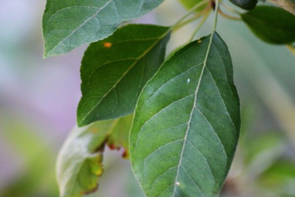 Malus × ′Hillier′ - Leaves