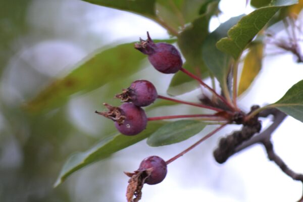 Malus × ′Hillier′ - Ripe Fruit