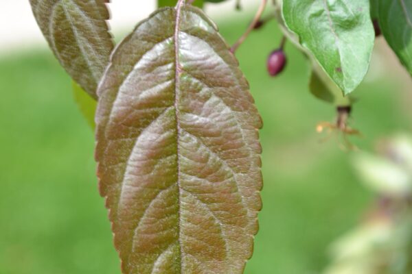Malus × ′Indian Magic′ - Leaf