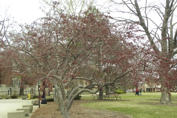 Malus × ′Indian Magic′ - Winter Habit