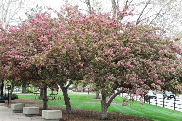 Malus × ′Indian Magic′ - Flowering Habit