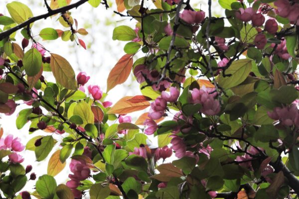 Malus × ′Indian Magic′ - Flowers and Foliage