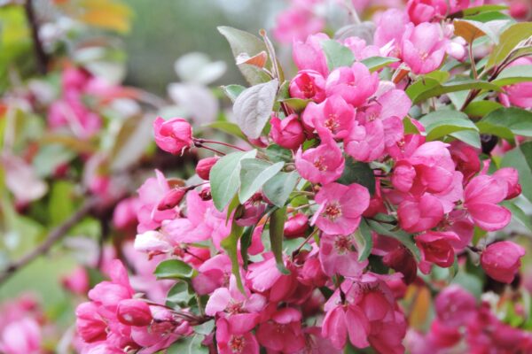 Malus × ′Indian Magic′ - Flowers