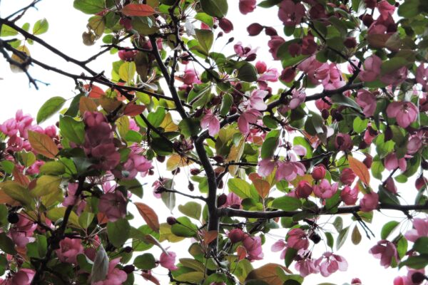 Malus × ′Indian Magic′ - Foliage and Flowers