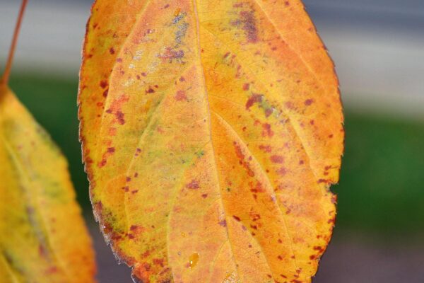 Malus × ′Indian Magic′ - Fall Leaf Color