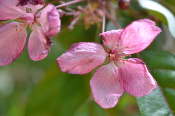 Malus × ′Indian Magic′ - Flower