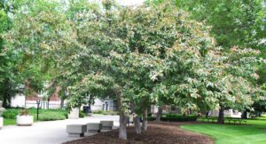 Malus × ′Indian Magic′ - Tree Habit