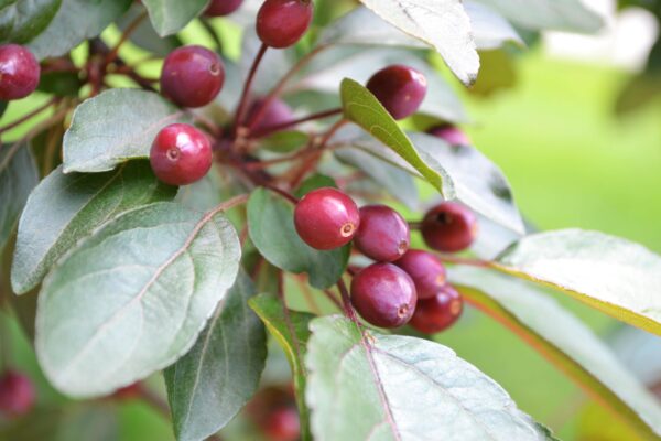 Malus × ′Indian Magic′ - Summer Fruit