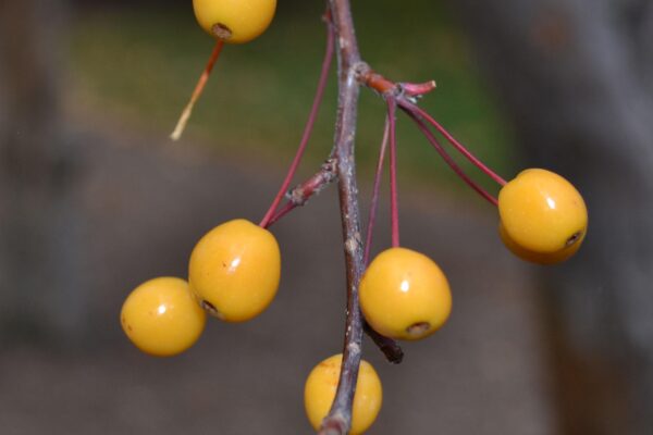 Malus × ′Indian Magic′ - Fall Fruit Color