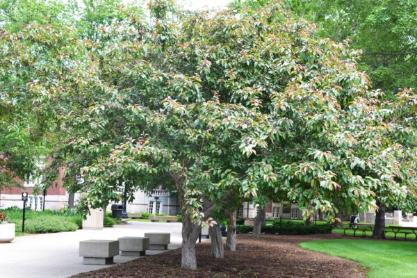 Malus × ′Indian Magic′ - Tree Habit