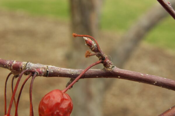 Malus × ′Indian Magic′ - Buds