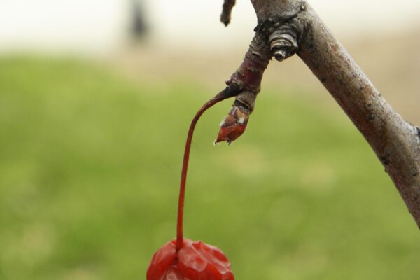 Malus × ′Indian Magic′ - Buds and Old Fruit